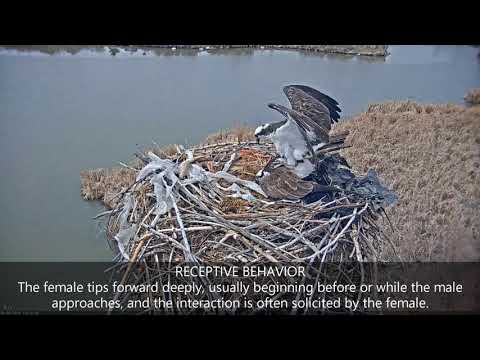 2019-04-14 Copulation Behavior | Boulder County Osprey Cam