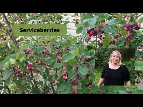 How to Grow and Care for Serviceberries