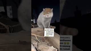 Download lagu Must be hungry again, right?🥹#shortvideo #fypviral #funnycat #viralvideo mp3