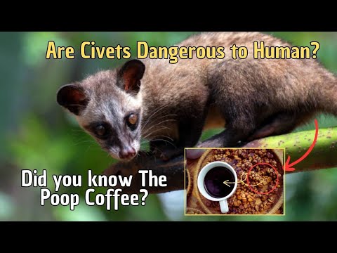 Are Civets Dangerous to Human? Did you know The Poop Coffee?