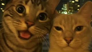 Download lagu FENGTAU JAHAT✖️MAIN JIWA [PRIVATE HYPERMIX] mp3