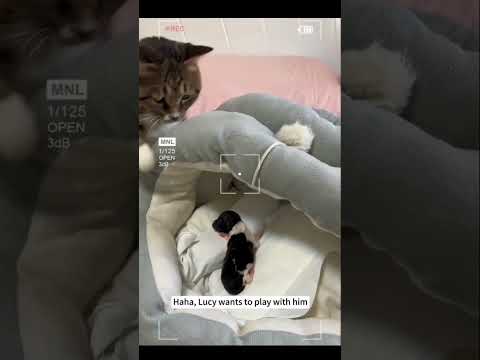 watch how this dog was rescued 😘