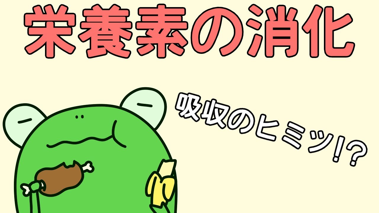 【管理栄養士²の事情】　栄養素の消化・吸収　【解説】