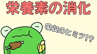 【管理栄養士²の事情】　栄養素の消化・吸収　【解説】