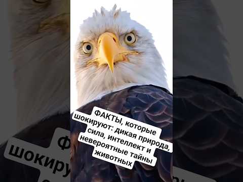 ФАКТЫ, которые шокируют: дикая природа, сила, интеллект и невероятные тайны животных #animalfacts