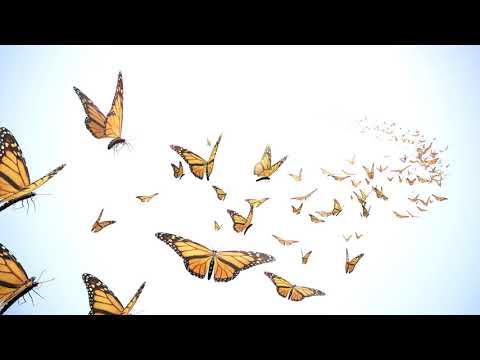 Reed Is Unavailable - Butterflies - Misc Originals