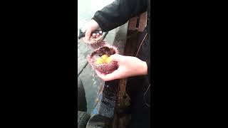 Как есть морского ежа