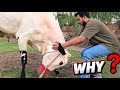 Why We Are Not Revealing Mehboob Snowman Ne Aaj Jan Nikal Di JNTV Vlogs