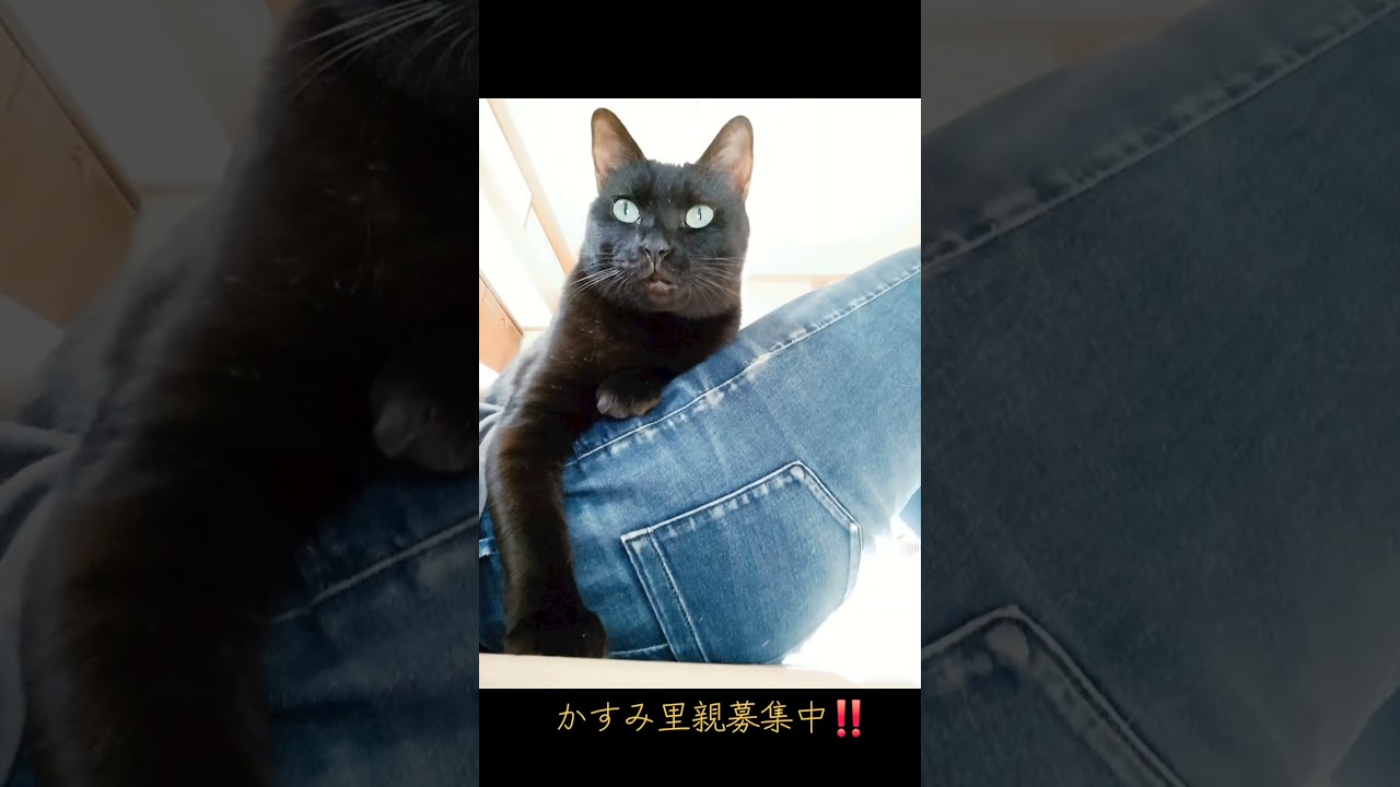 かすみ #下関市 #保護猫 #里親募集中 #ディアンク #猫のいる暮らし