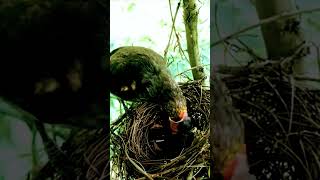 Download lagu Pakan Cucak Wilis Rengganis yang membuat gacor mp3