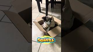 Squirtle Loves His Box #squirtle #box