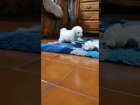 Perros Bichón Frisé en venta