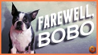 Farewell Bobo - Saying Goodbye to my Boston Terrier