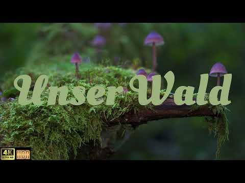 Unser Wald 4K HDR aus Weyhe, Syke, OHZ, Oldenburg, Wildeshausen Bremen Worpswede zur Entspannung