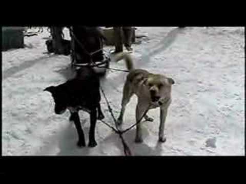 River, The Opera Dog