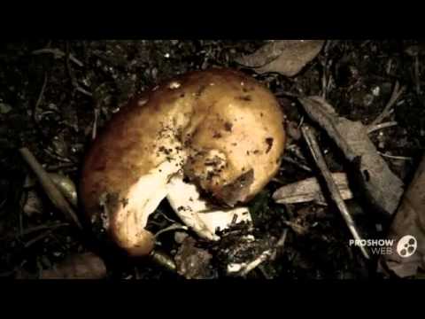 Lactarius zonarioides - fungi kingdom