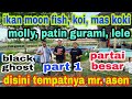 Peternakan Ikan Hias Di Medan