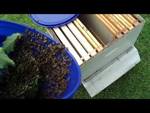 Swarm from a feral hive, very calm bees.