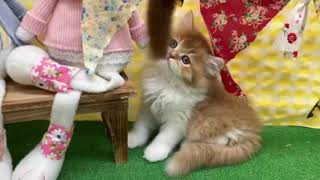 スコティッシュフォールドの動画01