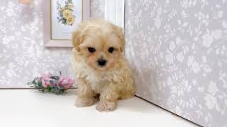 ハーフ犬の動画01