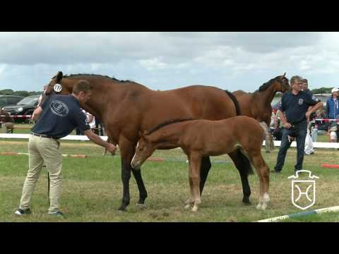 Holsteiner Fohlenchampionat 2017 - Insel Föhr - Siegerstutenring