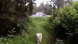 preview picture of video 'GoPro Wolf Dog run'