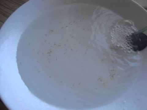 Oranda Larven Schlupf 21.03.13