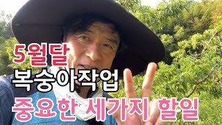 5월달 복숭아작업 반드시 해야할 세가지