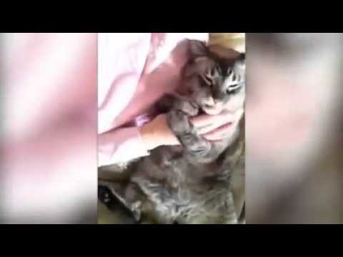 ACARICIA EL GATO .. !!!