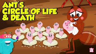 What is an ant mill the life and death cycle of an ant learn all about ants dr binocs show