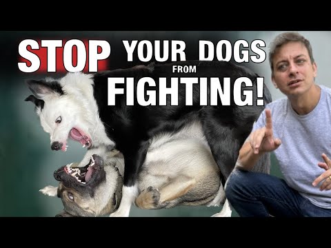 How Do You Keep 2 Dogs From Fighting?