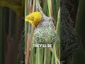 How a male weaver bird builds a nest! 🦜🪹  -  🎥 richard_vanhaght