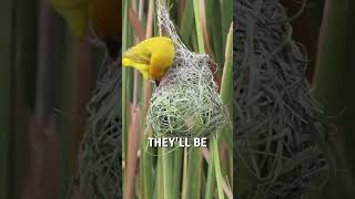 Download lagu How a male weaver bird builds a nest! 🦜🪹 - 🎥 richard_vanhaght mp3 Download lagu How a male weaver bird builds a nest! 🦜🪹 - 🎥 richard_vanhaght mp3
