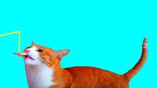 ПРАНКИ НАД КОТОМ / ПРАНКИ НАД КОТАМИ / ПРИКОЛЫ ПРО КОТОВ / ПРИКОЛЫ НАД КОТАМИ / СМЕШНОЙ КОТ