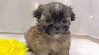 ハーフ犬の動画01