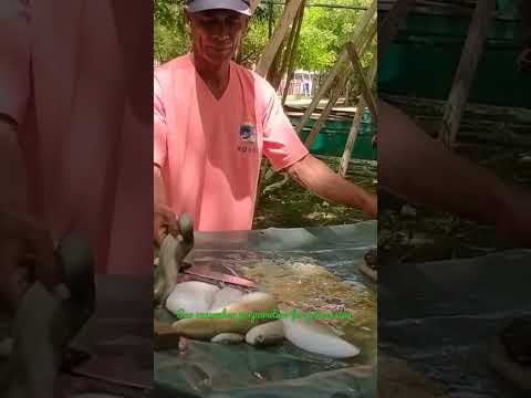 sea cucumber preparation for processing