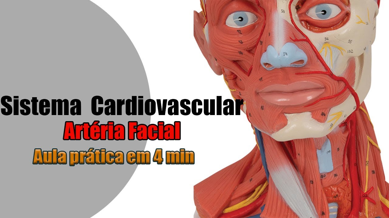 Artéria Facial e seus ramos - Anatomia - Anatomia Humana