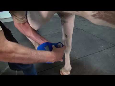 Slide 3 - TEP Lily Pads  (video)