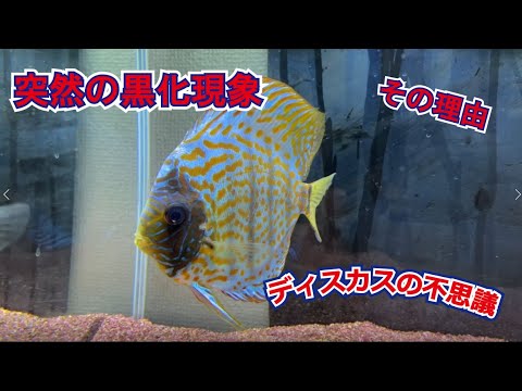 アプラストディスカス・ペルビリディス