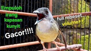 Download lagu Burung Empuloh irang | kapasan kunyit Gacor | Full mbeset untuk masteran | Suara burung empuloh mp3