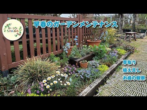 葵の世話をする方法