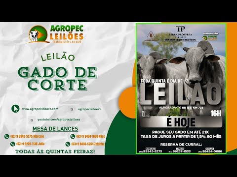 agropecleiloes.com LEILÃO GADO DE CORTE | TERRA PRÓSPERA LEILÕES-ALVORADA-TO 30/10/2025
