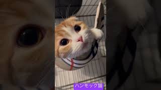 猫がハンモックに乗っているだけの動画　　#猫　#子猫　#猫好きさんと繋がりたい  #猫スタグラム　#猫のいる暮らし  #スコティッシュフォールド