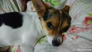 【ペット犬🐶】チョコちゃんのスライドショウー