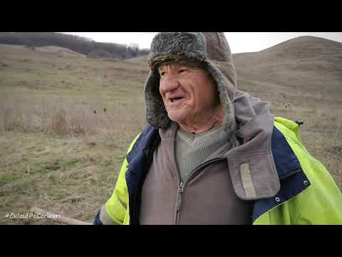 Badea Alexandru din Teaca a ieșit cu caprele la păscut pe hotar