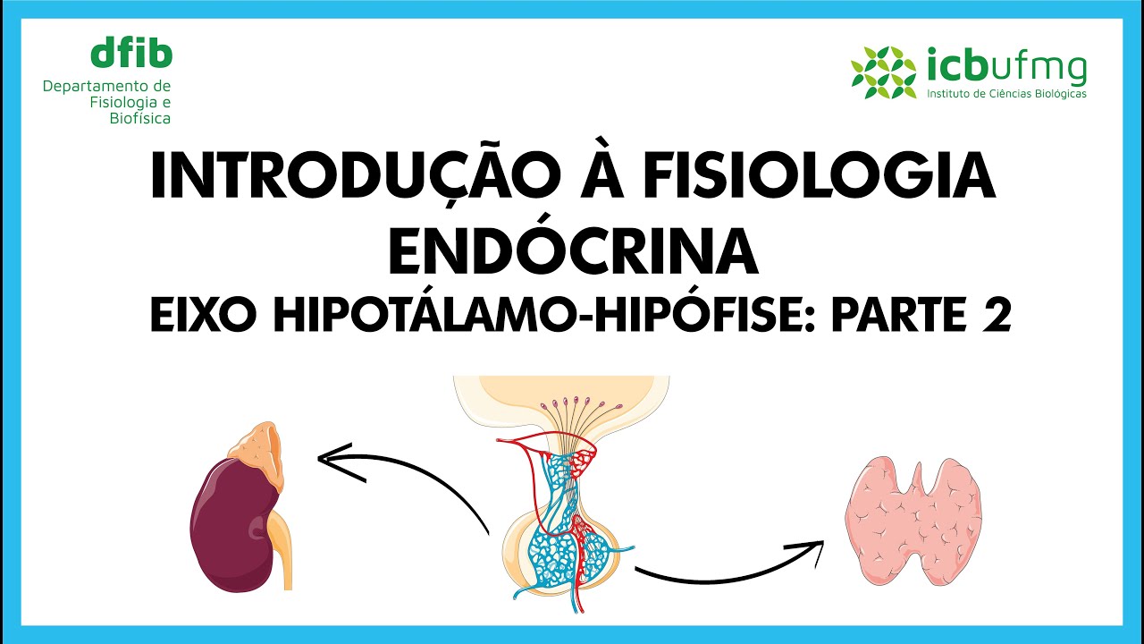 Introdução à Fisiologia Endócrina e Eixo Hipotálamo-Hipófise: Parte 2