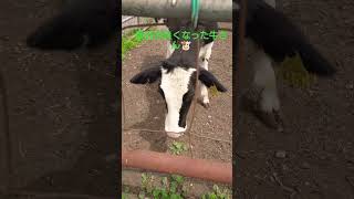 最近仲良くなった牛さん🐮#動物#牛#散歩