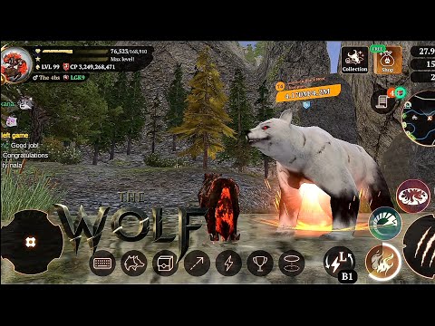 The wolf - Beautiful colors for American black bear Champions❗