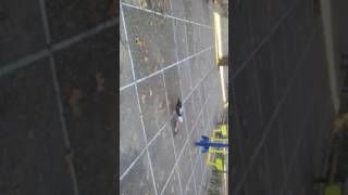 San Fernando. Patos , del parque de los idem