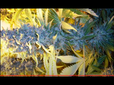 400w Hps, 250w CFL. Alaskan Ice Big Bang Cross, indoor weed sea of green Part 3 HARVEST